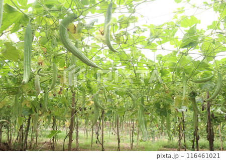 snake gourd on tree in farm 116461021