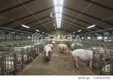 Pregnant sows on a modern farm in Denmark Pregnant sows on a modern farm in Denmark 116461099