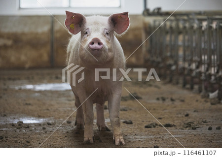Pregnant sows on a modern farm in Denmark 116461107