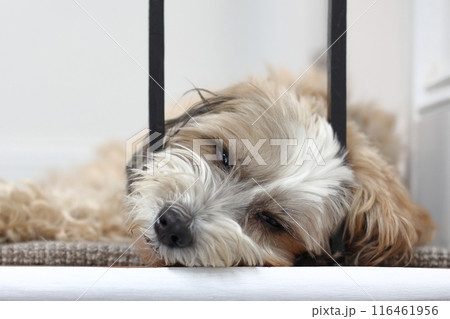 A tibetan terrier dog is seen resting. Tibetan terriers originated in Tibet. However, despite their name they are not a member of the terrier fam A tibetan terrier dog is seen resting. Tibetan terriers originated in Tibet. However, despite their name they are not a member of the terrier fam 116461956