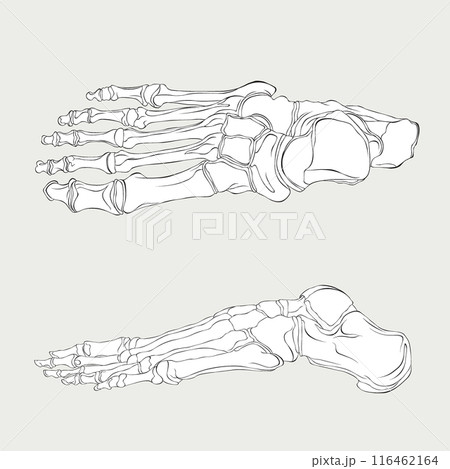 The skeleton of the human foot, side and upper view outline vector illustration The skeleton of the human foot, side and upper view outline vector illustration 116462164
