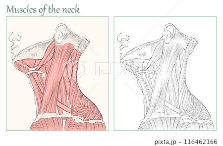 Muscles of the neck. Human neck anatomy flat vector illustration. 116462166