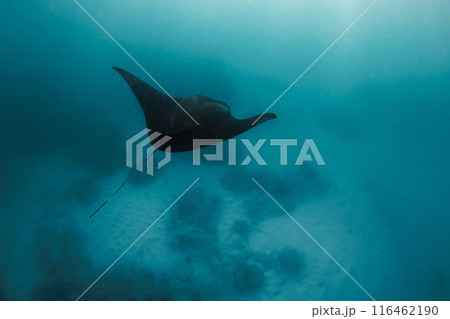 Manta ray swimming in open ocean. Black manta ray fish swims underwater in the tropical sea Manta ray swimming in open ocean. Black manta ray fish swims underwater in the tropical sea 116462190