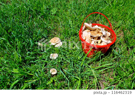 Mushrooms growing on the ground. Mushrooms growing on the ground. 116462319