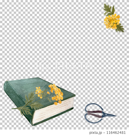 Bunch of blue tansy wild herb with scissors and a green book watercolor frame isolated on white. High quality art for cards, oil infusions, posters, notebooks, herbal recipes decor and stickers Bunch of blue tansy wild herb with scissors and a green book watercolor frame isolated on white. High quality art for cards, oil infusions, posters, notebooks, herbal recipes decor and stickers 116462481