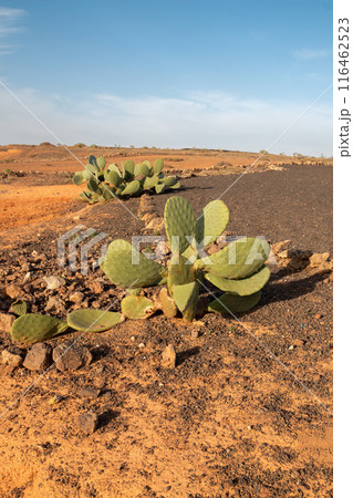 Landscape and opuntia plants, Lanzarote, Spain 116462523