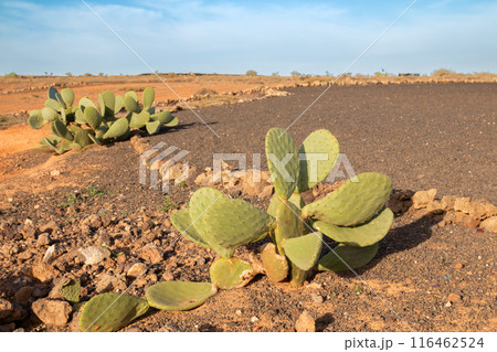 Landscape and opuntia plants, Lanzarote, Spain 116462524