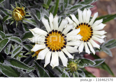 ガザニア 116462570