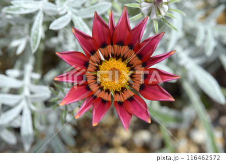 ガザニア ガザニア 116462572