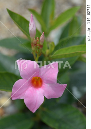 マンデビラ 116462733