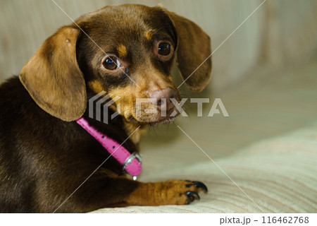 Little dog sitting on couch 116462768