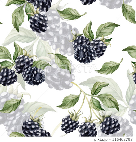 Blackberry, ripe berries with leaves. Watercolor illustration, floral seamless pattern on white background with summer fruit for table textile, summer fabrics, wrapping paper and food packages Blackberry, ripe berries with leaves. Watercolor illustration, floral seamless pattern on white background with summer fruit for table textile, summer fabrics, wrapping paper and food packages 116462798