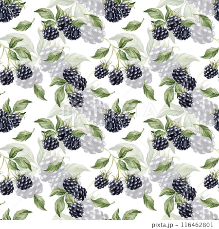 Blackberry, ripe berries with leaves. Watercolor illustration, floral seamless pattern on white background with summer fruit for table textile, summer fabrics, wrapping paper and food packages 116462801