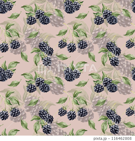 Blackberry, ripe berries. Watercolor illustration, floral seamless pattern on pink background with summer fruit for table textile, delicious prints, summer fabrics, wrapping paper and food packages Blackberry, ripe berries. Watercolor illustration, floral seamless pattern on pink background with summer fruit for table textile, delicious prints, summer fabrics, wrapping paper and food packages 116462808