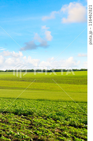 Green field with sunflower sprouts and sky with clouds. Vertical photo. Green field with sunflower sprouts and sky with clouds. Vertical photo. 116462821