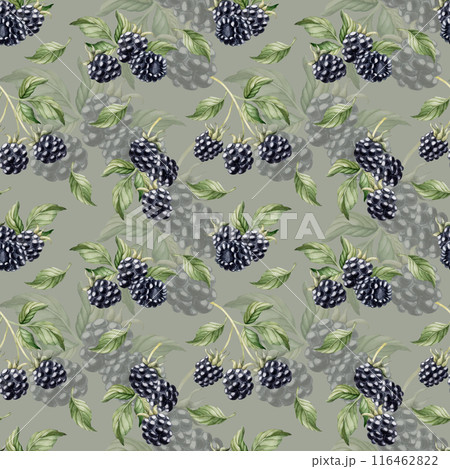 Blackberry, ripe berries. Watercolor illustration, floral seamless pattern on grey sage green background with summer fruit for table textile, prints, summer fabrics, wrapping paper and food packages Blackberry, ripe berries. Watercolor illustration, floral seamless pattern on grey sage green background with summer fruit for table textile, prints, summer fabrics, wrapping paper and food packages 116462822