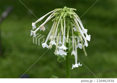 ニコチアナ・シルウェストリス 116462938