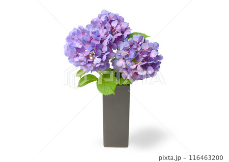 花瓶に入れられた紫色の紫陽花 116463200