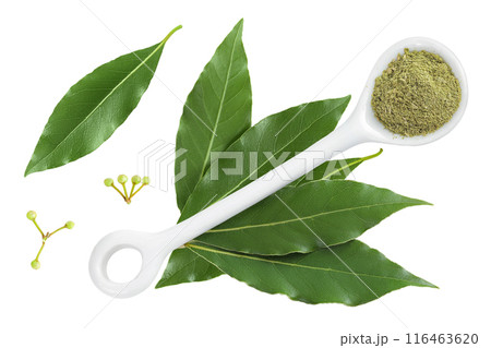 Fresh Laurel leaves isolated on white background. Green bay leaf. Top view. Flat lay. Fresh Laurel leaves isolated on white background. Green bay leaf. Top view. Flat lay. 116463620