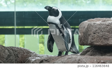 水族館のペンギン 水族館のペンギン 116463648