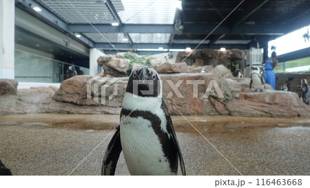 水族館のペンギン 116463668