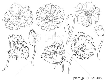 Set of isolated poppy flowers in black and white. Can be used for decorating home decor, and stationery, botanical illustrations, or thematic designs for holidays, for the design of invitation cards. 116464088