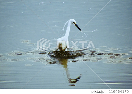 河口の水辺でエサを探すユキコサギ 河口の水辺でエサを探すユキコサギ 116464170