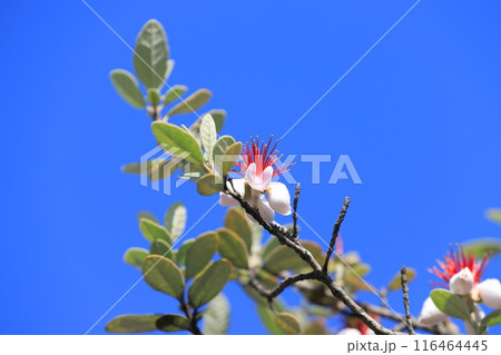愛らしいフェイジョアの花 116464445