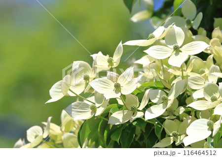 満開の常緑山法師（トキワヤマボウシ）　　　 116464512