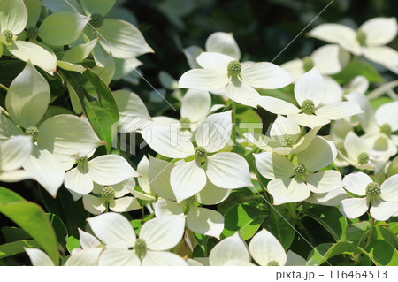 満開の常緑山法師（トキワヤマボウシ）　　　 116464513