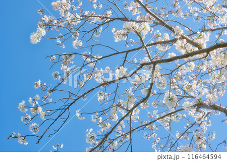 青空に映える桜の花 116464594