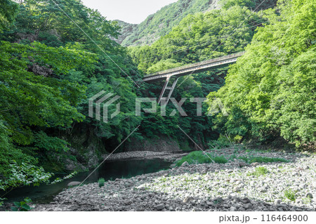【初夏の道志川と青馬橋】 【初夏の道志川と青馬橋】 116464900