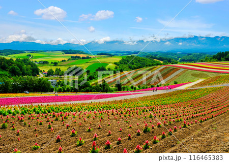 カラフルな花畑と田園風景 カラフルな花畑と田園風景 116465383