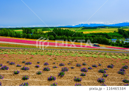 カラフルな花畑とノロッコ号 カラフルな花畑とノロッコ号 116465384