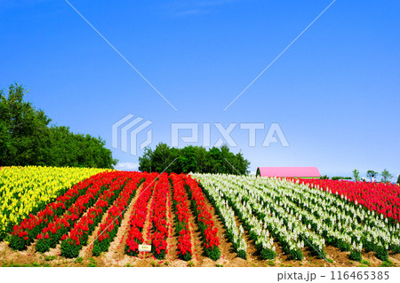 青空バックにカラフルな花々が咲く丘 116465385