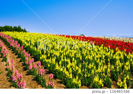 カラフルな花畑と青空 カラフルな花畑と青空 116465386