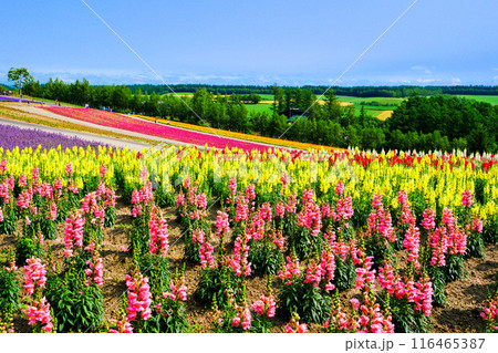 広大なカラフル花畑 116465387