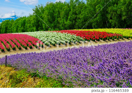 キャットミンとカラフルな花畑 キャットミンとカラフルな花畑 116465389
