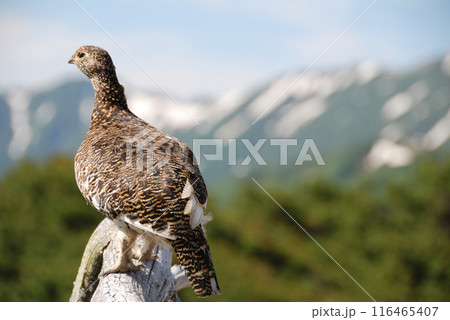 a snow grouse, a ptarmigan ライチョウ(初夏の北アルプス・槍穂高,表銀座) 116465407