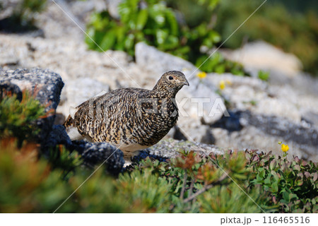 a snow grouse, a ptarmigan ライチョウ(初夏の北アルプス・槍穂高,表銀座) a snow grouse, a ptarmigan ライチョウ(初夏の北アルプス・槍穂高,表銀座) 116465516