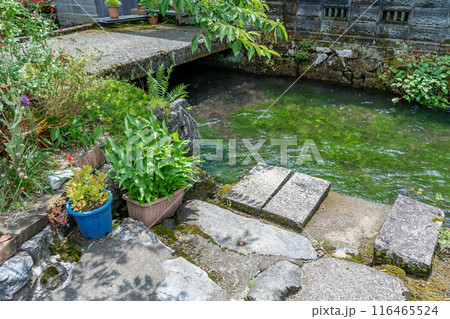 滋賀県米原市　旧中山道の醒井宿の地蔵川の水際 116465524