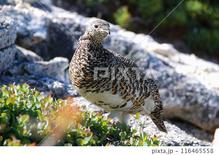 a snow grouse, a ptarmigan ライチョウ(初夏の北アルプス・槍穂高,表銀座) 116465558