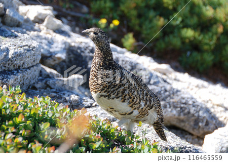 a snow grouse, a ptarmigan ライチョウ(初夏の北アルプス・槍穂高,表銀座) a snow grouse, a ptarmigan ライチョウ(初夏の北アルプス・槍穂高,表銀座) 116465559
