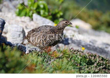 a snow grouse, a ptarmigan ライチョウ(初夏の北アルプス・槍穂高,表銀座) 116465560