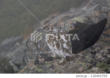 a snow grouse(ptarmigan)ライチョウ~初冬の北アルプス槍穂高縦走路,穂高連峰 a snow grouse(ptarmigan)ライチョウ~初冬の北アルプス槍穂高縦走路,穂高連峰 116465709
