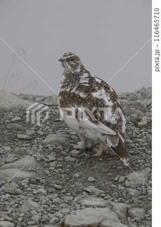 a snow grouse(ptarmigan)ライチョウ～初冬の北アルプス槍穂高縦走路,穂高連峰 116465710