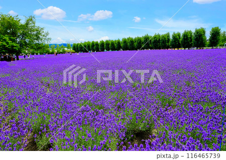 倖の畑のラベンダー 116465739