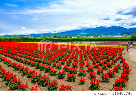 サルビアの花畑と十勝岳連峰 サルビアの花畑と十勝岳連峰 116465740