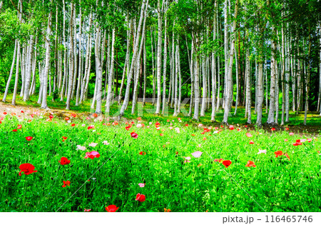 白樺の森とポピー 116465746