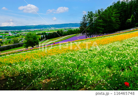 ポピーと彩りの畑 116465748